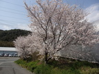 今年も農場内の桜は満開です！