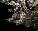 夜のお花見。花より団子？
