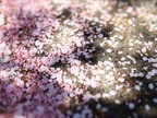 牛窓　サクラチル