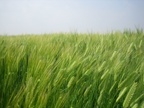 風に揺れる麦の穂