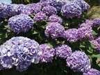 ミツクラの紫陽花スポット！