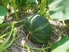 元気に育て！牛窓かぼちゃ