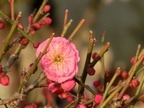 牛窓に一輪だけ咲いている梅の花を見つけました。