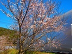 農場内の桜もついに開花しました。