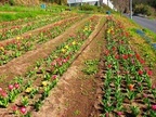 咲いた～咲いた～チューリップの花が～