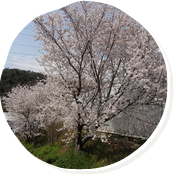 今年も農場内の桜は満開です！