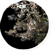 夜のお花見。花より団子？