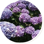 ミツクラの紫陽花スポット！