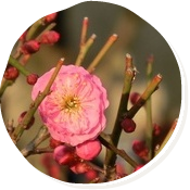 牛窓に一輪だけ咲いている梅の花を見つけました。