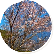 農場内の桜もついに開花しました。